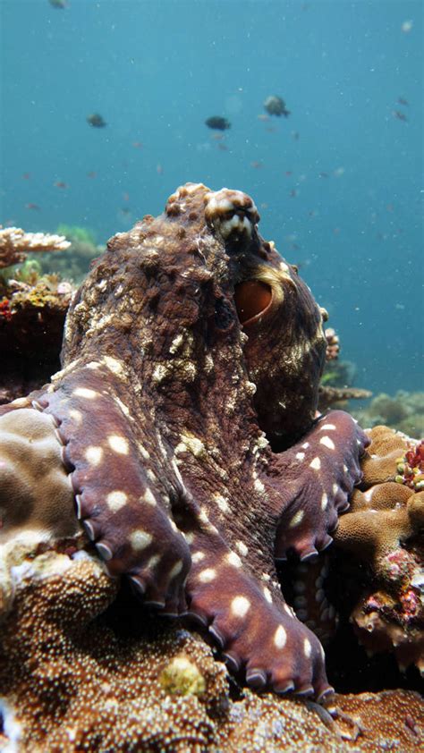 octopus in filipino|Octopus in Tagalog .